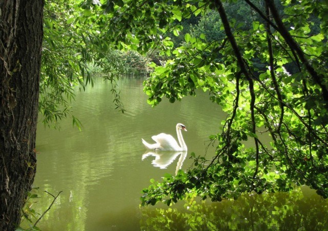 v-​zelenom-boru-likvidiruyut-nesankczionirovannuyu-svalku